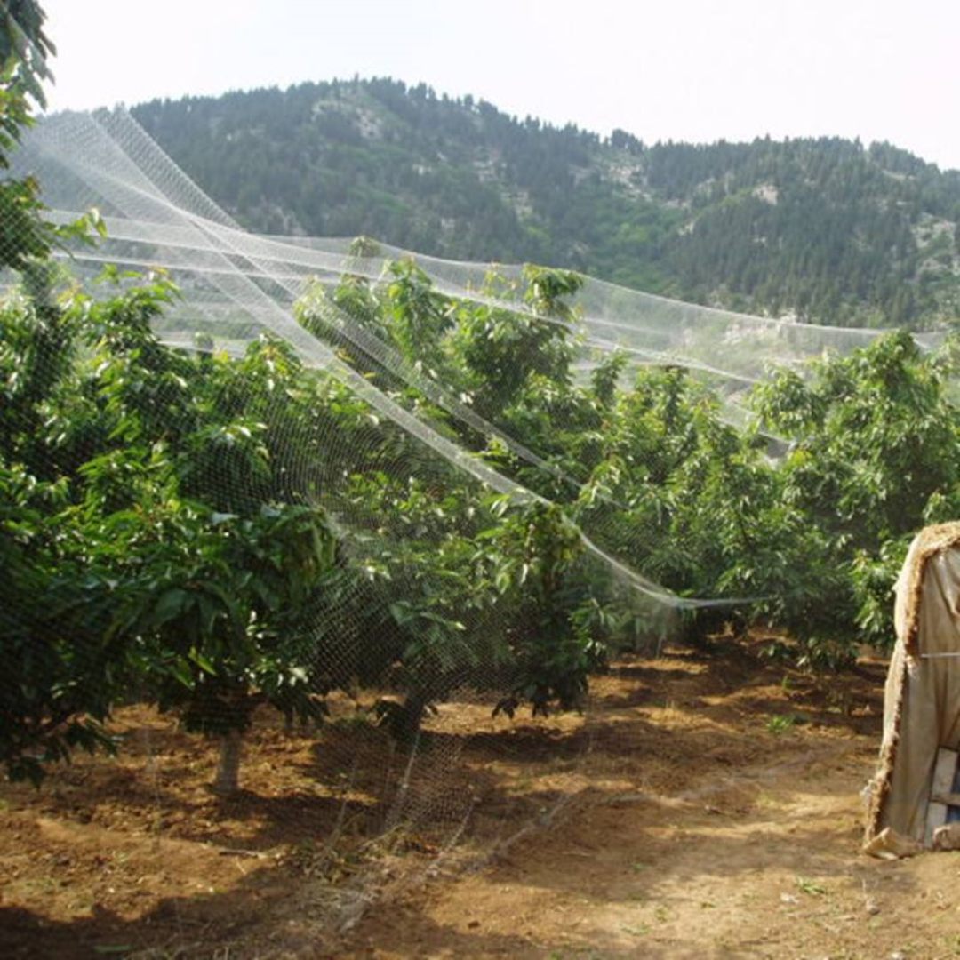 Applicationem anti-avis rete in arboribus pomiferis