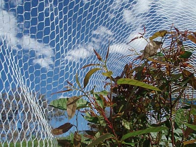 Apple Pomarium Anti-ales Net