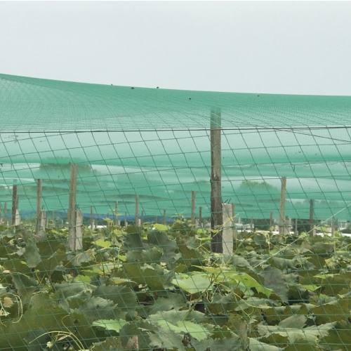 HDPE Anti-ales Netting